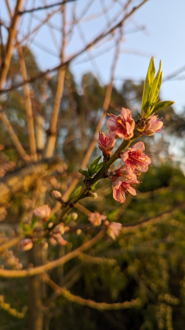 Peach blossom in the January garden